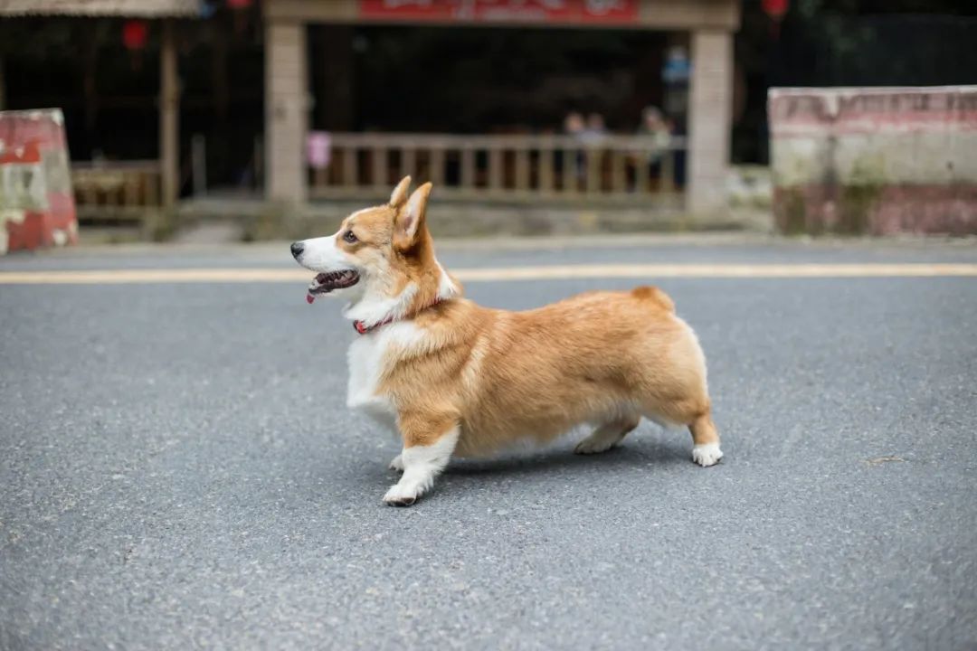 再见，我的老伴侣